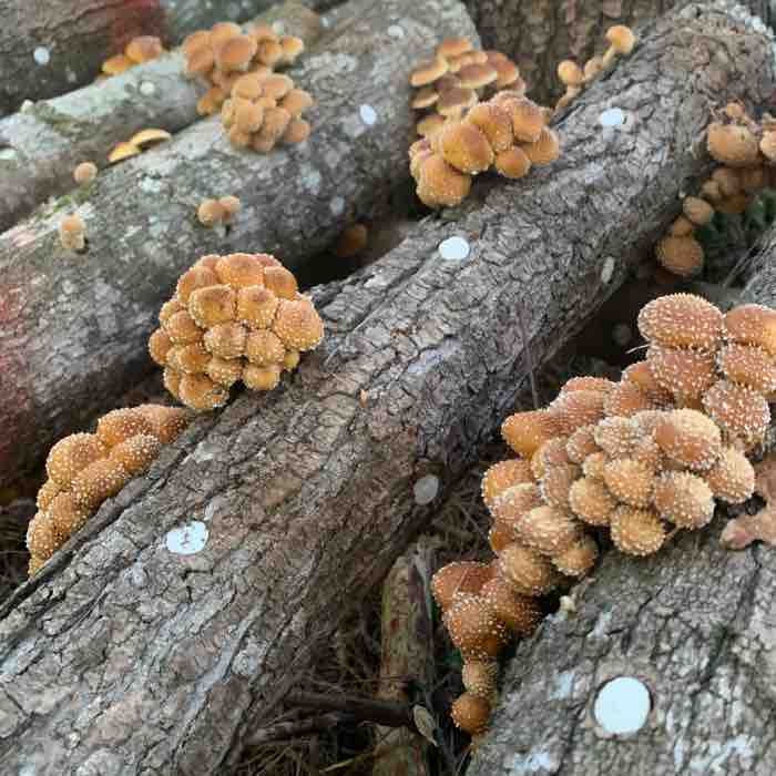 Chestnut Mushroom - Châtaignier