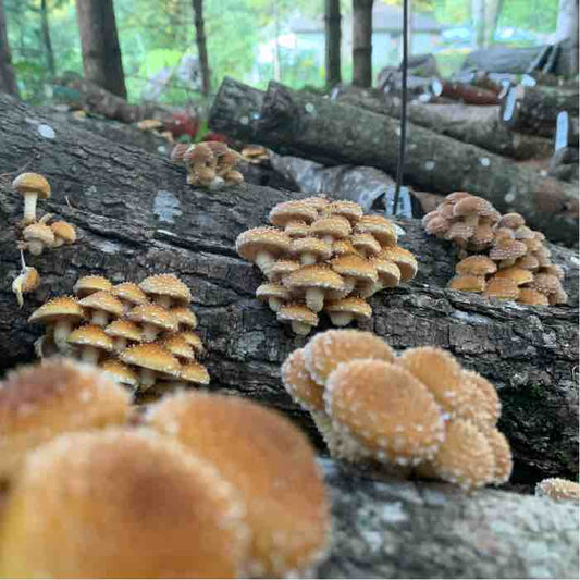 Chestnut Mushroom - Châtaignier