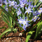 Forbesii Chionodoxa Bulbs