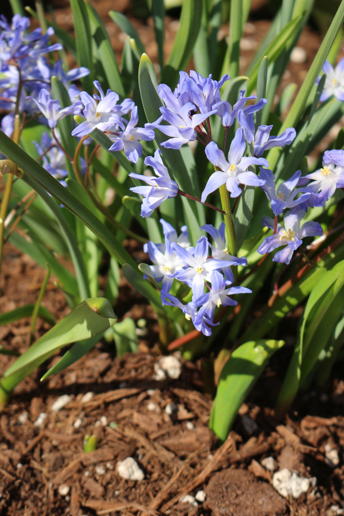 Forbesii Chionodoxa Bulbs