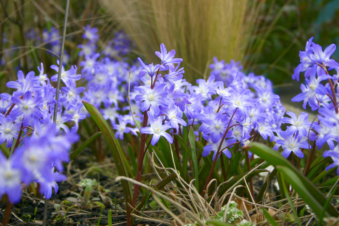 Forbesii Chionodoxa Bulbs