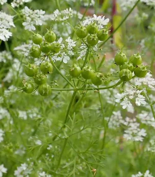 Corantro Cilantro - Coriandre – EVERGREEN