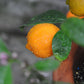 Rangpur Lime Plant citrus plant material online shopping