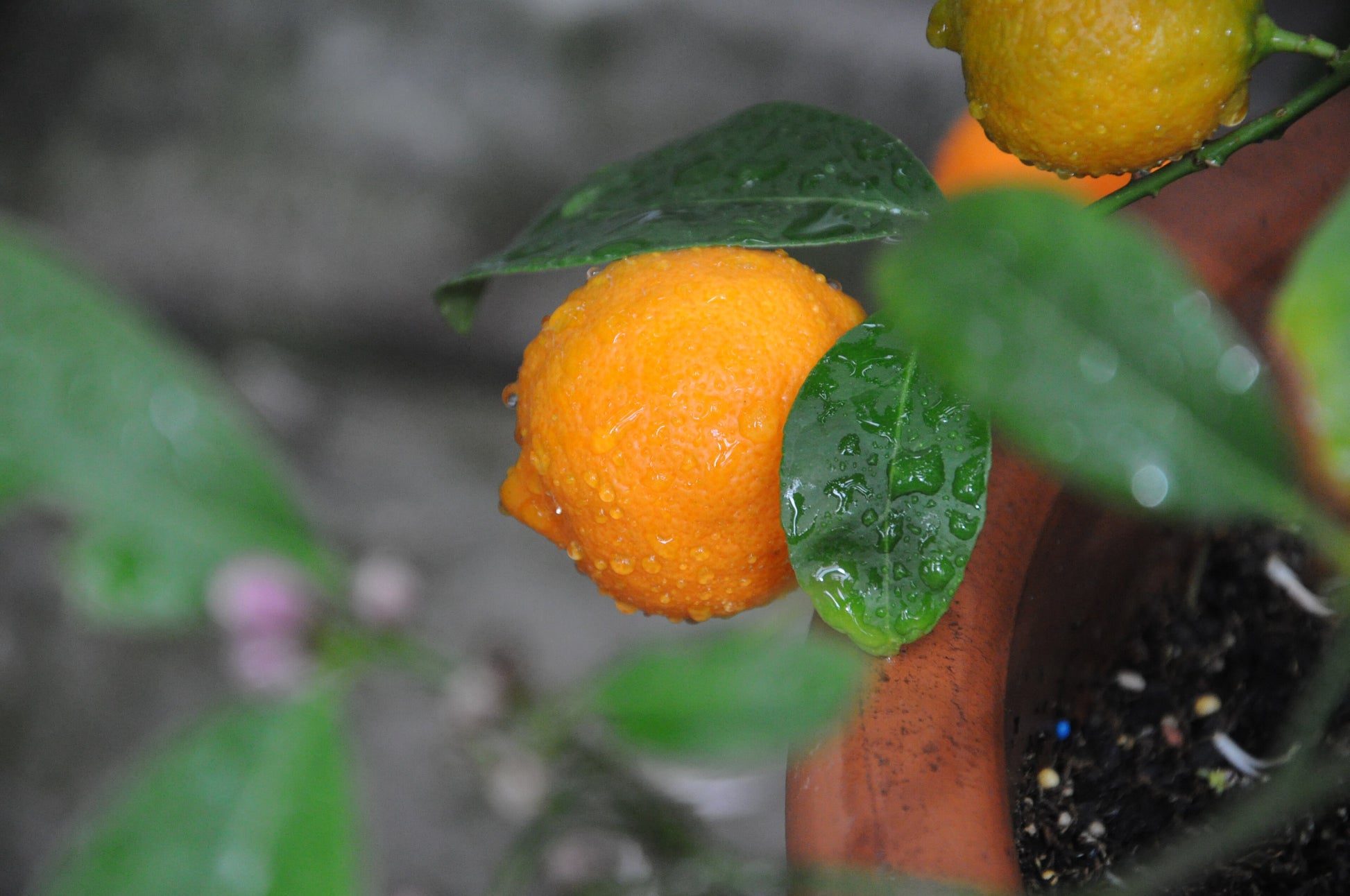 Rangpur Lime Plant citrus plant material online shopping