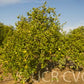 Alemow Citrus Macrophylla Papeda Budwood citrus plant material online shopping
