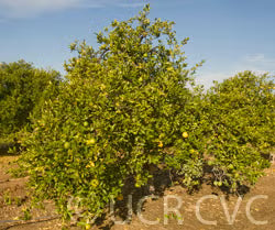Alemow Citrus Macrophylla Papeda Budwood citrus plant material online shopping