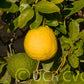 Alemow Citrus Macrophylla Papeda Budwood citrus plant material online shopping