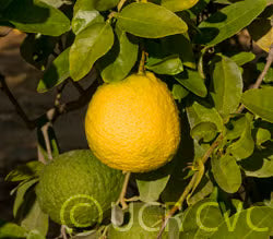 Alemow Citrus Macrophylla Papeda Budwood citrus plant material online shopping