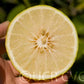 Alemow Citrus Macrophylla Papeda Budwood citrus plant material online shopping