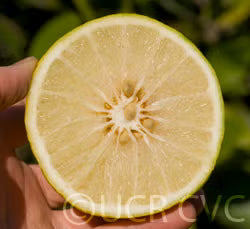 Alemow Citrus Macrophylla Papeda Budwood citrus plant material online shopping