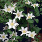 Epivo097 Kitty Boulevard Clematis