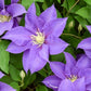 Epivo099 Olympia Clematis