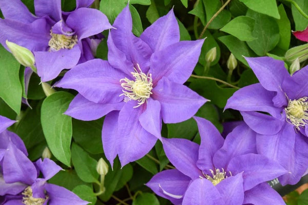 Epivo099 Olympia Clematis