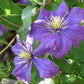 Rhapsody Clematis Vine