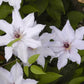 Snow Queen Clematis Vine