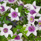 Florida Sieboldi Clematis Vine