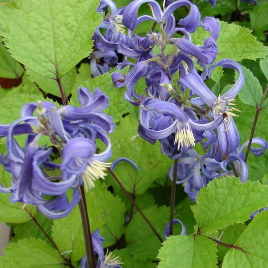 Heracleifolia Davidiana Clematis Vine