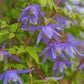 Macropetala Bluebird Clematis Vine