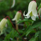 Macropetala White Swan Clematis Vine