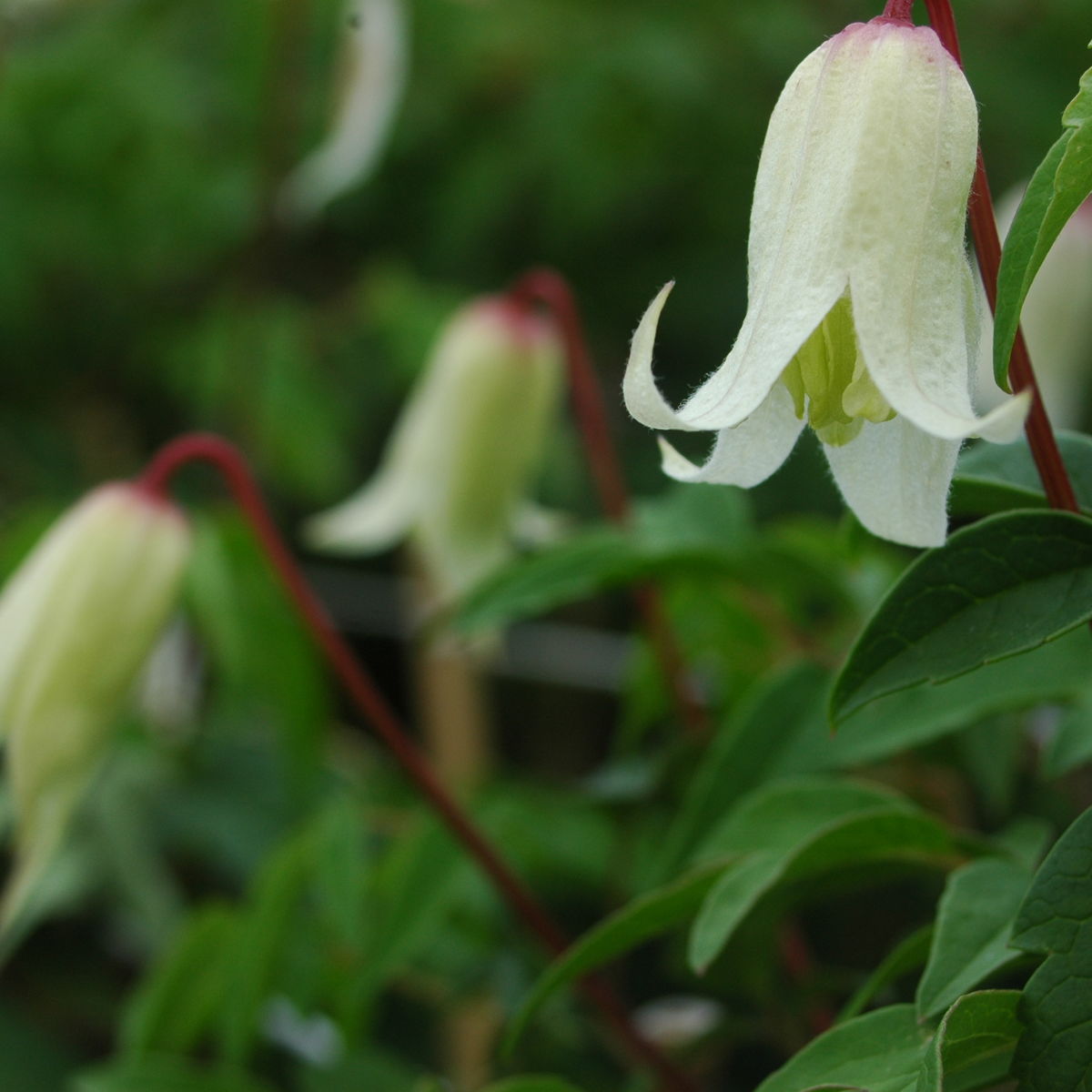 Macropetala White Swan Clematis Vine