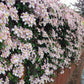 Montana Pink Perfection Clematis Vine