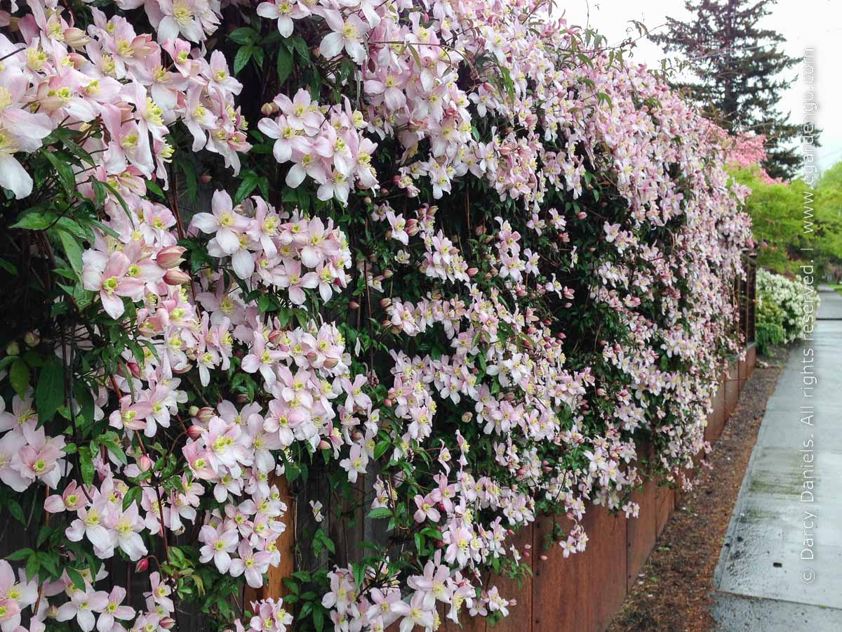Montana Pink Perfection Clematis Vine