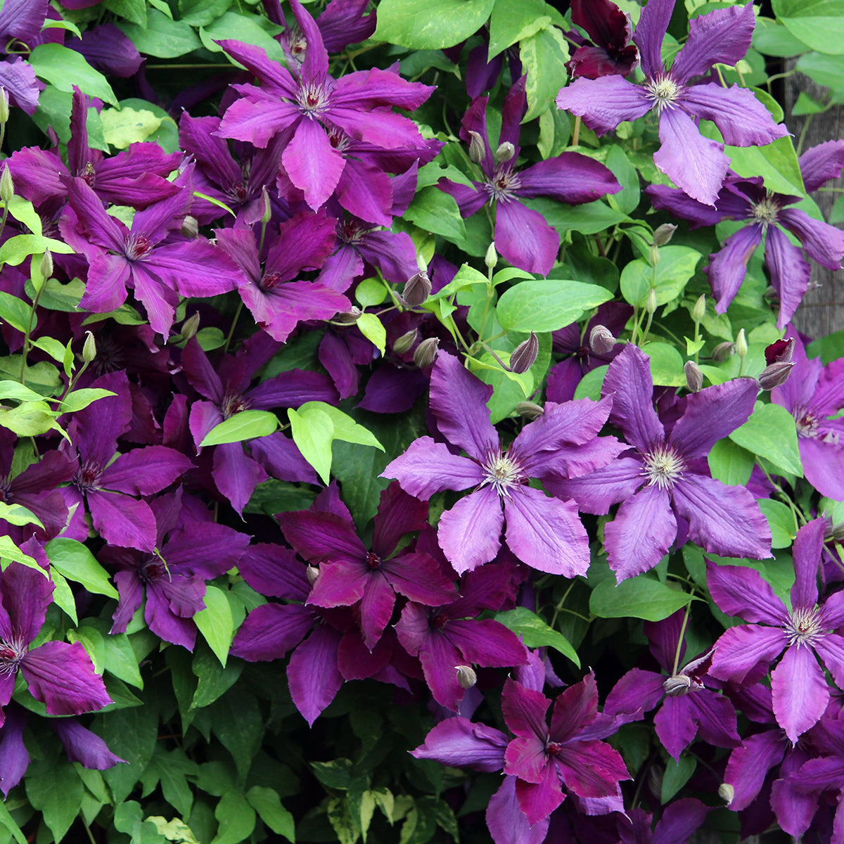 The Vagabond Clematis Vine