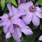 Blue Ravine Clematis Vine
