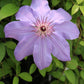 Blue Ravine Clematis Vine