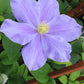 Fuji Musume Clematis Vine
