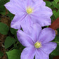 Fuji Musume Clematis Vine