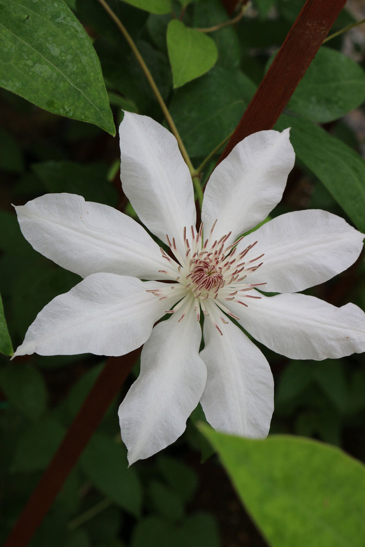 Halina Noll Clematis Vine