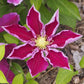 Hania Clematis Vine