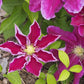 Hania Clematis Vine