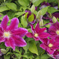 Hania Clematis Vine