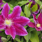 Hania Clematis Vine