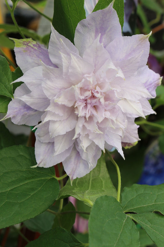 Jackmanii Alba Clematis Vine