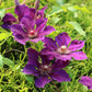 Jackmanii Superba Clematis Vine