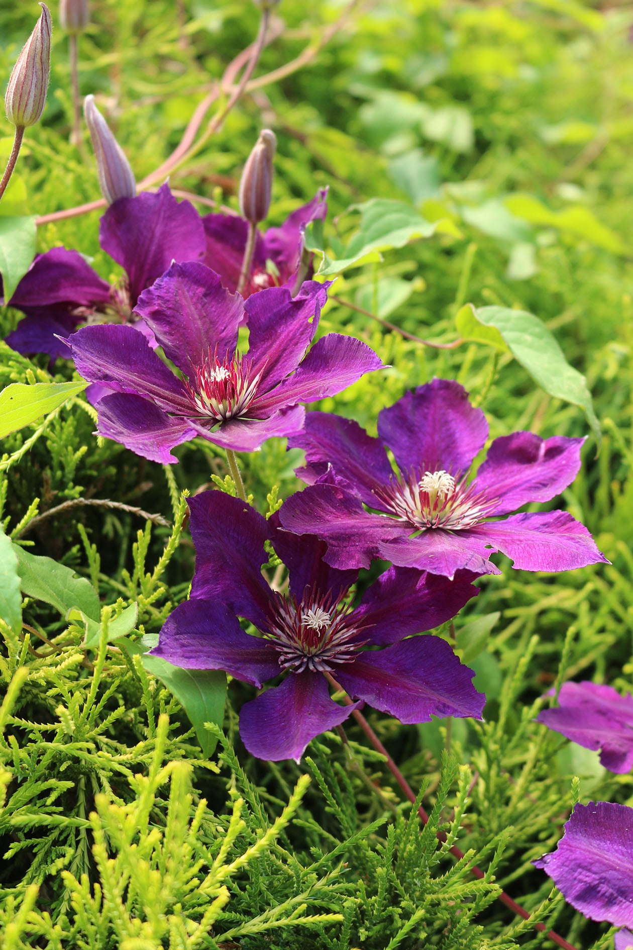 Jackmanii Superba Clematis Vine