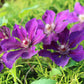 Jackmanii Superba Clematis Vine