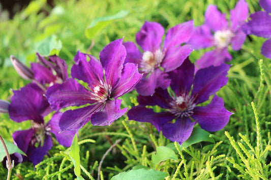 Jackmanii Superba Clematis Vine
