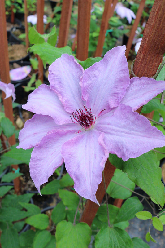 Joan Picton Clematis Vine