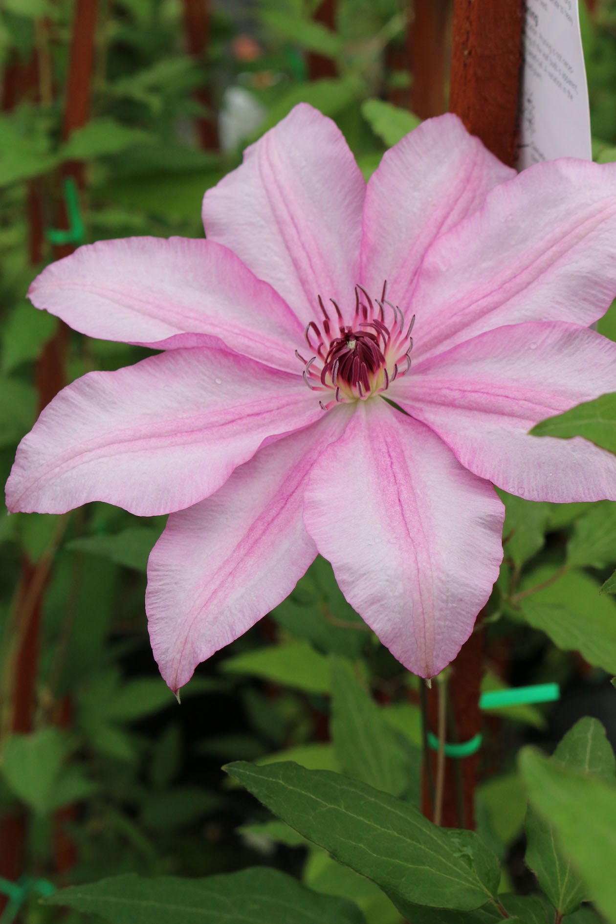John Warren Clematis Vine