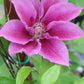 Killian Donahue Clematis Vine