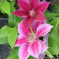 Killian Donahue Clematis Vine