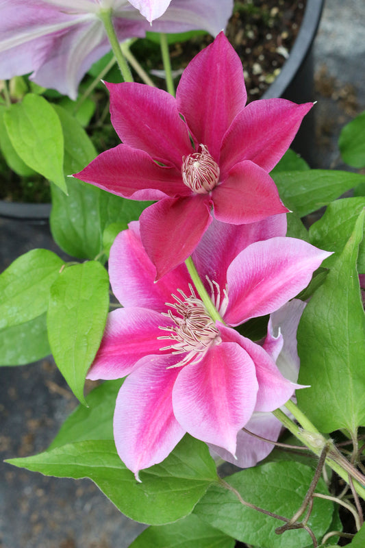 Killian Donahue Clematis Vine