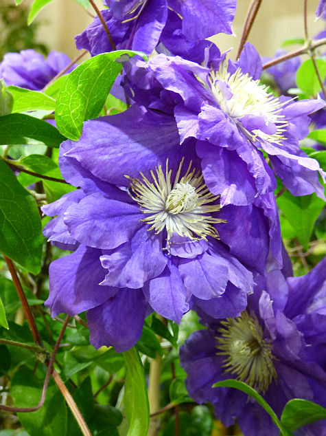 Kiri Te Kanawa Clematis Vine