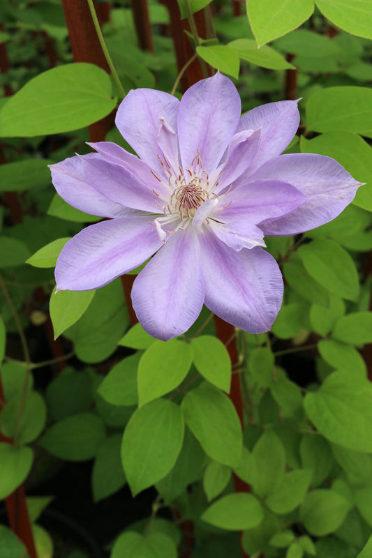 Lady Caroline Neville Clematis Vine