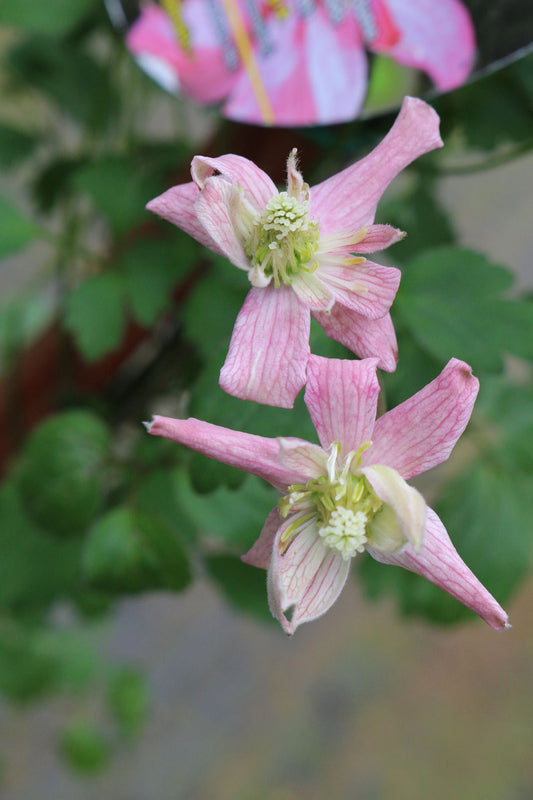 Montana Broughton Star Clematis Vine