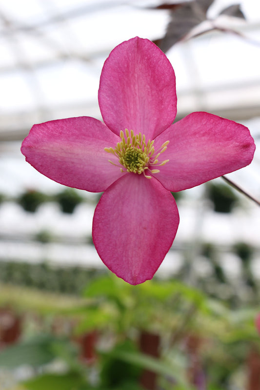 Montana Freda Clematis Vine